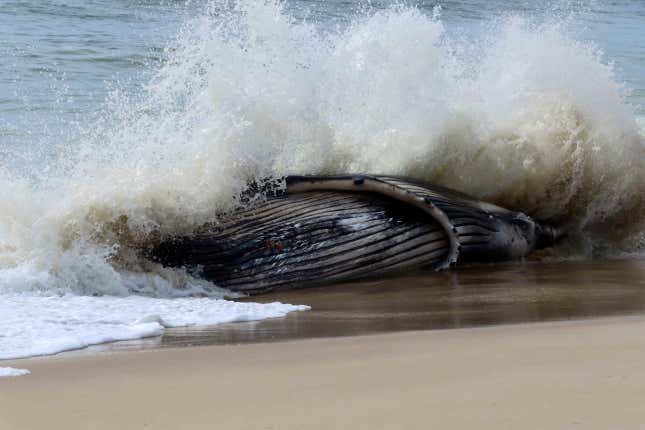 A wave crashes around a dead humpback whale in Long Beach Township on New Jersey&#39;s Long Beach Island on Thursday, April 11, 2024. On Friday, a marine animal rescue group that examined the animal said it sustained numerous blunt force injuries including a fractured skull. (AP Photo/Wayne Parry)