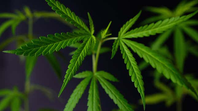 Image for article titled Major Federal Agency Calls for Loosening US Cannabis Regulations