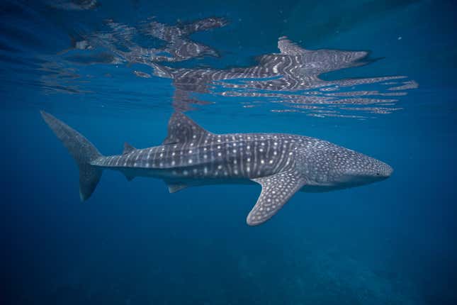 A whale shark swimming.