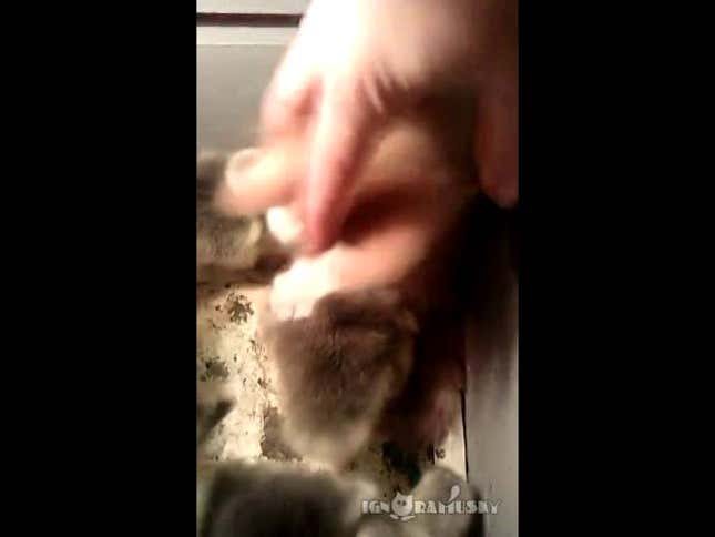 Kitten Lives Out Your Dreams, Climbs Into Box Full of Baby Ducks
