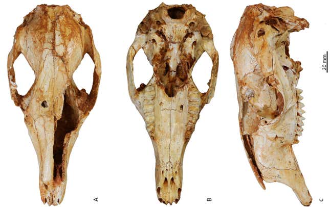 Skulls of the newly described extinct kangaroo.
