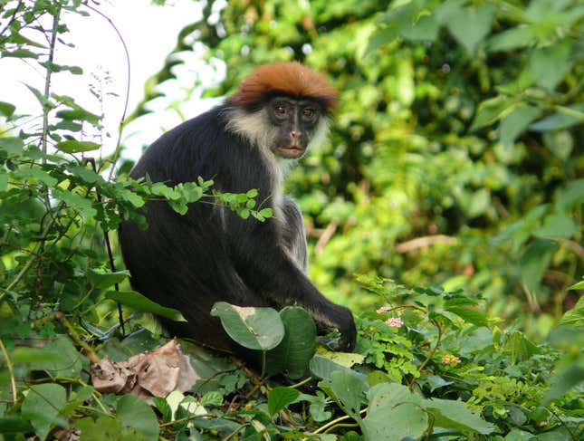 Udzungwa red colobus monkey, (Procolobus gordonorum) discovered in the Tanzanian rainforest.