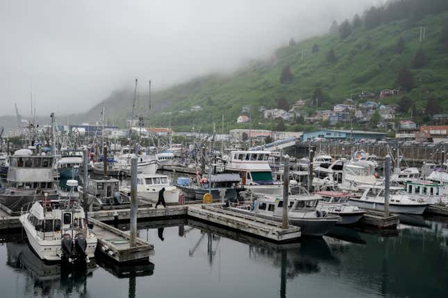 FILE - A person walks across the dock at St. Paul Harbor, Thursday, June 22, 2023, in Kodiak, Alaska. Alaska fishermen will be able to harvest red king crab, the largest and most lucrative of all the Bering Sea crab species, for the first time in two years, offering a slight reprieve to the beleaguered fishery beset by low numbers likely exacerbated by climate change. (AP Photo/Joshua A. Bickel, File)