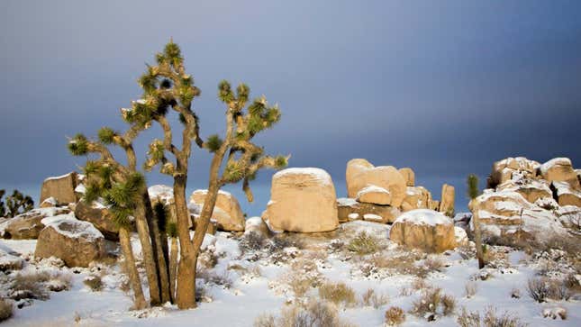 Image for article titled Be Soothed by the Peaceful Joshua Trees Covered in Snow