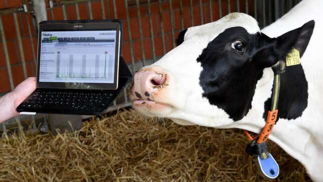 A dairy cow checks in on how the milk industry’s Gen Z push is going.