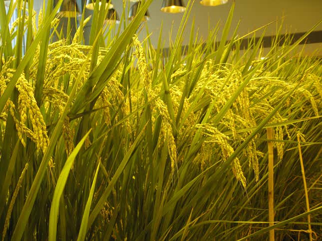 The rice and all other produce are used fresh in the office kitchen