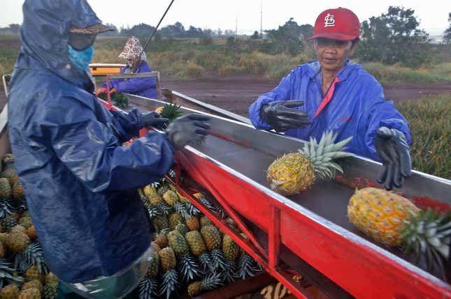 Del Monte field workers sort pineapples on a conveyor belt.