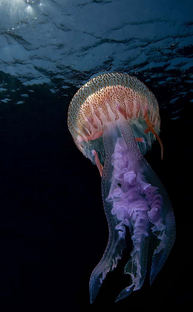 Una medusa (Pelagia nocticula) bajo el agua.