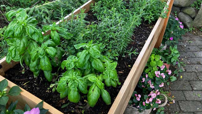 Basil in a planter box