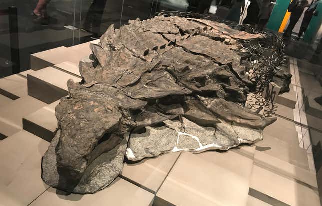 The Borealopelta holotype.