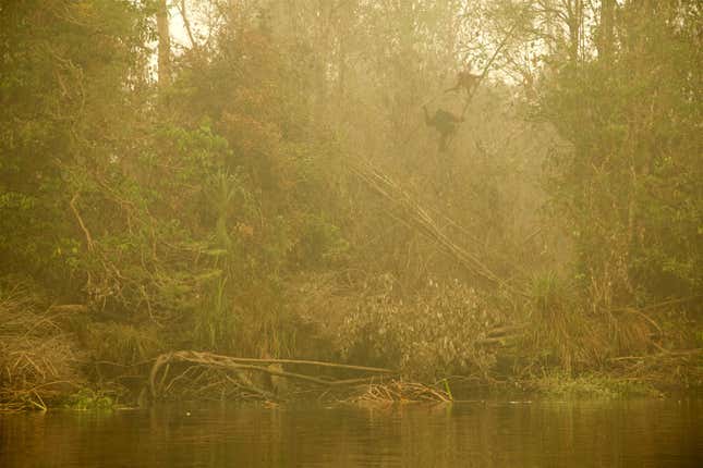 On the riverbank, an orangutan and her youngster seek refuge from the burning forest. Tim photographed them through thick smoke from a boat on the Mangkutup River in Central Kalimantan, Indonesian Borneo.