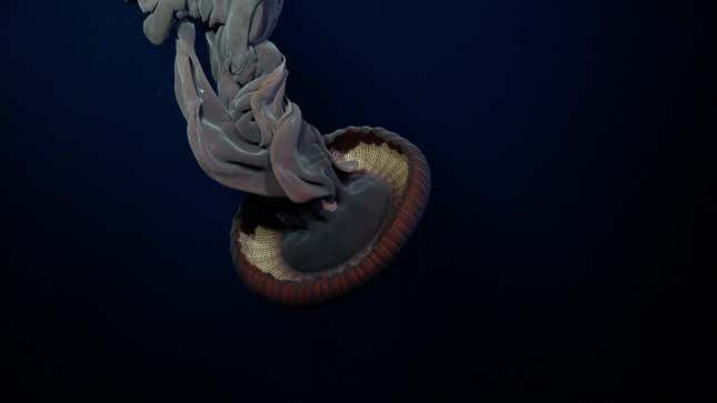 Image for article titled See a Newly Discovered Deep-Sea Octopus and Its Adorable Alien Children