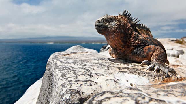 Image for article titled Florida man caught harboring an 80-pound iguana in his restaurant freezer