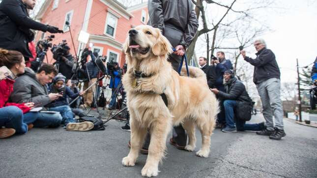 GOP Warns That Elizabeth Warren's Dog, Democratic Pets Are Uniting for Some Voter Fraud