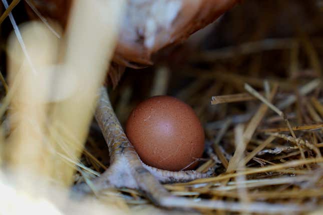 FILE - A hen stands next to an egg, Jan. 10, 2023, at a farm in Glenview, Ill. More than 1.3 million chickens are being slaughtered on an Ohio egg farm as the bird flu continues to take a toll on the industry. The outbreak that began in early 2022 has been much less severe this year as fewer cases of the virus are being found among the wild birds that spread it. (AP Photo/Erin Hooley, File)