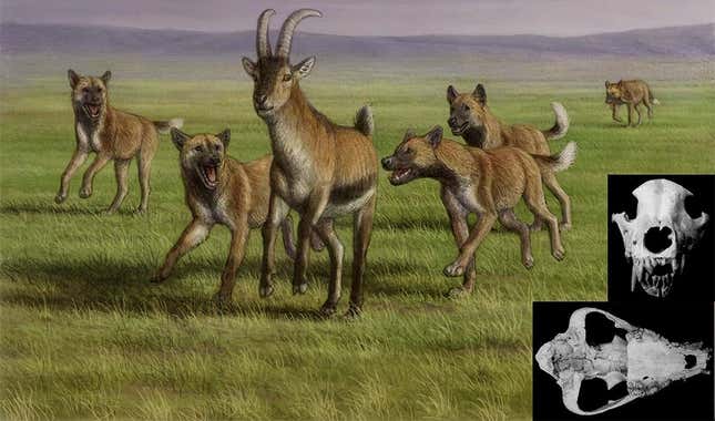 Artist’s depiction of Eurasian hunting dogs attacking prey. 