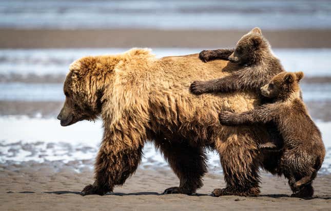 Two carnivore  cubs clamber onto their mother's back.