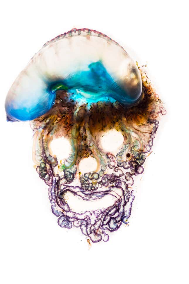 Zooids: Faces of Tiny Warriors