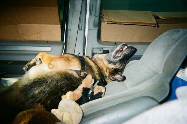 George the dog playing with her monkey after being returned from animal control.