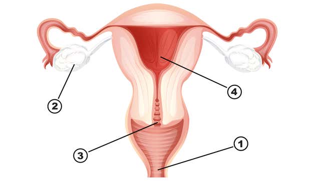 Image for article titled Quiz: Can You Pass This Sex Ed Quiz In Post-Roe America?