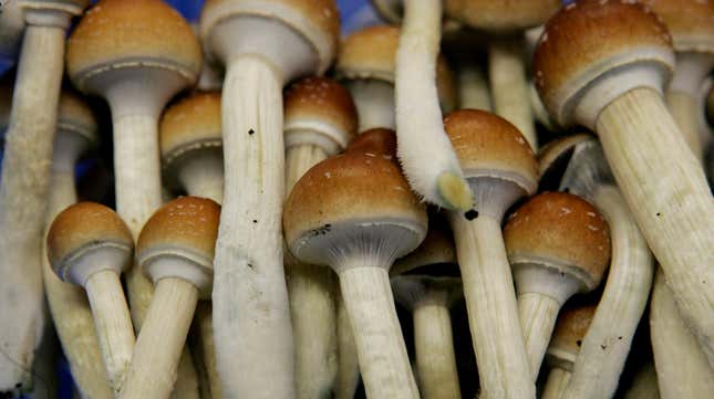 Psychedelic, or magic, mushrooms on display in a grow room at a farm in the Netherlands. 