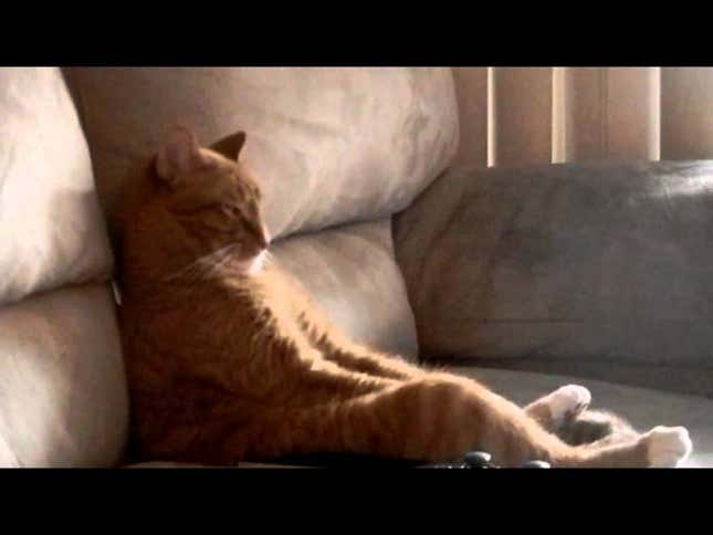 Cat Watching Slayer is the Most Metal Cat of All Time