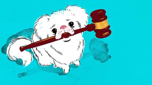 Image for article titled Who Gets the Dog When You Break Up?