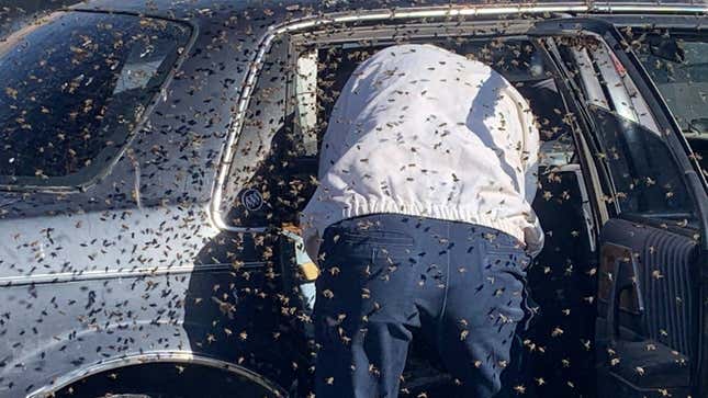 Image for article titled More Than 15,000 Bees Swarm A Car In A Grocery Store Parking Lot