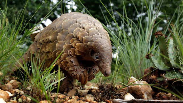 A pangolin looks for food on a private property in Johannesburg, South Africa.