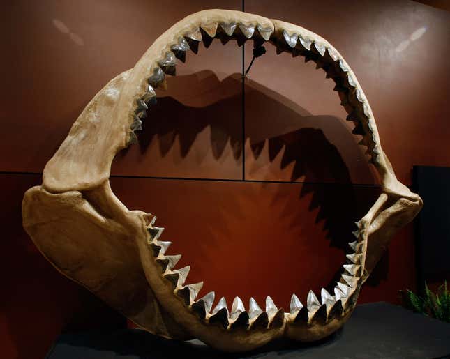 A set of megalodon jaws up for auction in Las Vegas in September 2009.