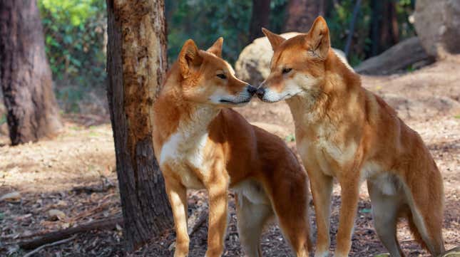 A pair of dingoes.