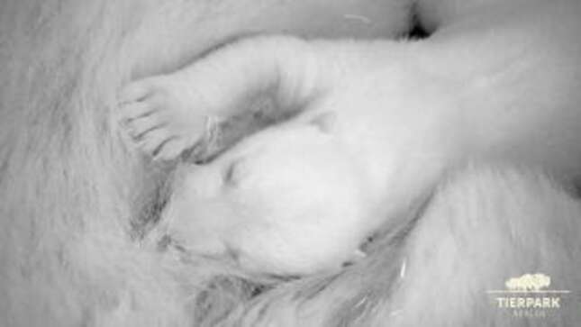 Welcome to Earth, Tiny Baby Polar Bear