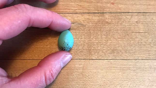Image for article titled Last Call: I attempted the smallest omelette