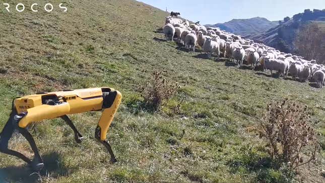 Image for article titled Boston Dynamics&#39; Robodog Roams New Zealand Countryside with a New Purpose: Sheep Herding