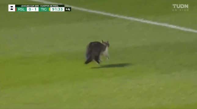 Image for article titled Idiot On The Pitch Is Nearly Trampled, Escapes Unscathed, Has Whiskers, Is A Cat