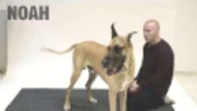 Humans Impersonate Dogs Barking, Dogs Lose All Of Their Shit