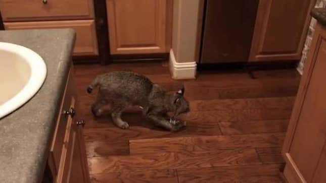 Image for article titled That &#39;Found Cat&#39; Craigslist Ad Featuring a Bobcat is Totally Fake