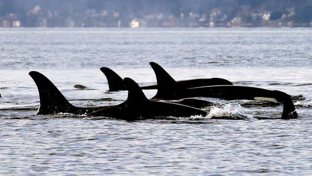 Orca Mug — Our Wild Puget Sound