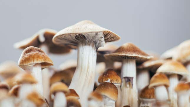 Psilocybe cubensis mushrooms.