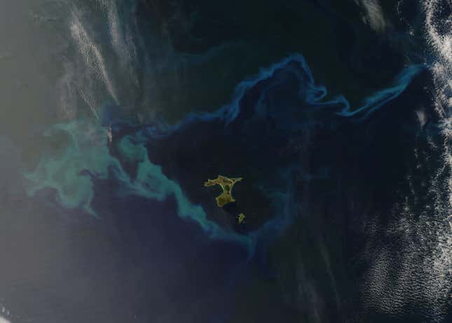 Image for article titled The surreal swirls of ocean plankton blooms, seen from space