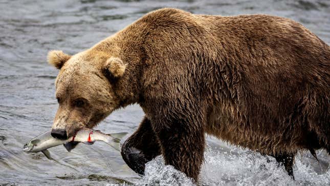 A brown bear prepares to eat a sockeye salmon