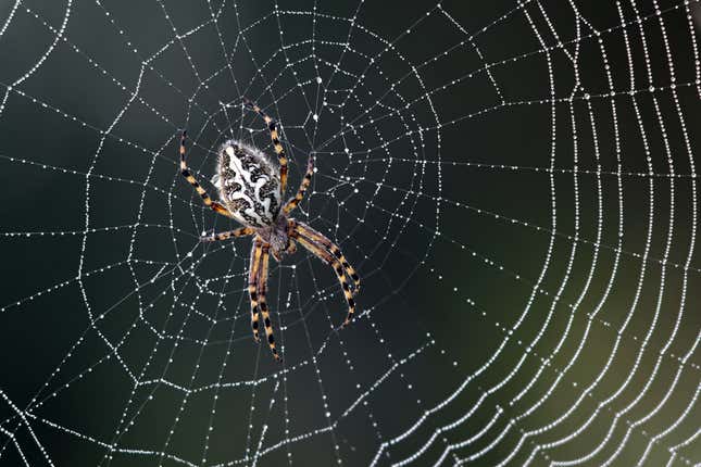 A spider on its web.