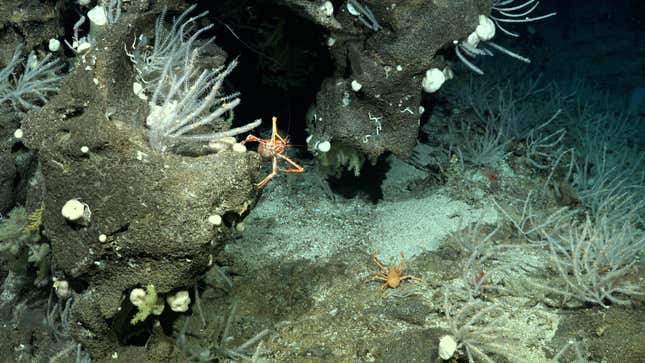 A squat lobster in a coral garden found during Dive 664.