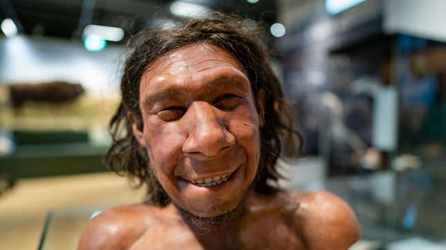 A reconstruction of Krijn, the oldest Neanderthal found in the Netherlands.