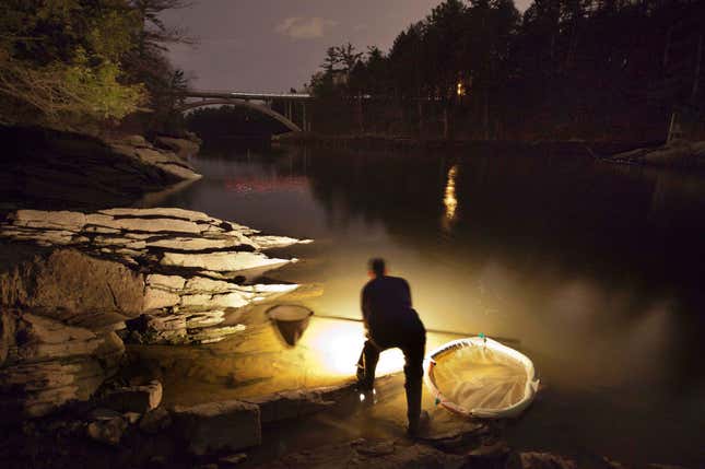 FILE - In this Thursday, March 23, 2012 file photo, Bruce Steeves uses a lantern to look for young eels known as elvers on a river in southern Maine. Fishermen in the state are hopeful the state&#39;s lucrative baby eel fishing season, which starts in a few days, will retain its ability to fish for a long time to come. (AP Photo/Robert F. Bukaty, File)