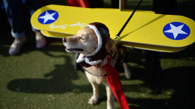 A dog dressed up like a little pilot with a shearling hood, scarf, and little biplane wings strapped to its back
