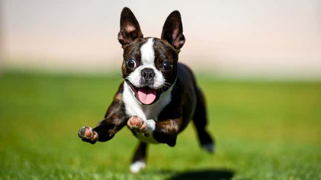 Image for article titled Dogs React To Commander Biden Biting Another Secret Service Officer