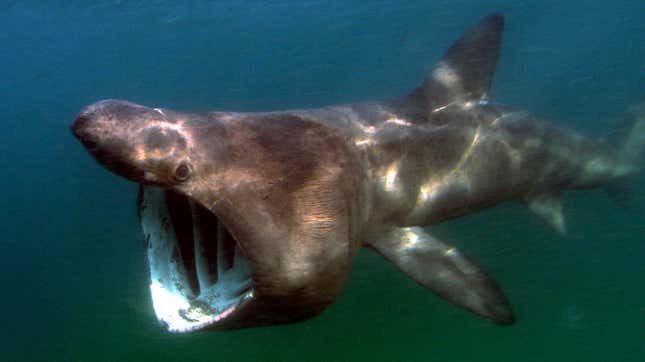 A basking shark with its mouth agape.