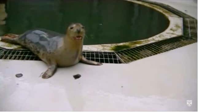 I Hate Earnestness, But I Love These Singing Seals