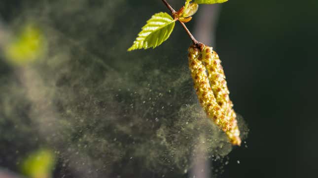 Birch pollen.